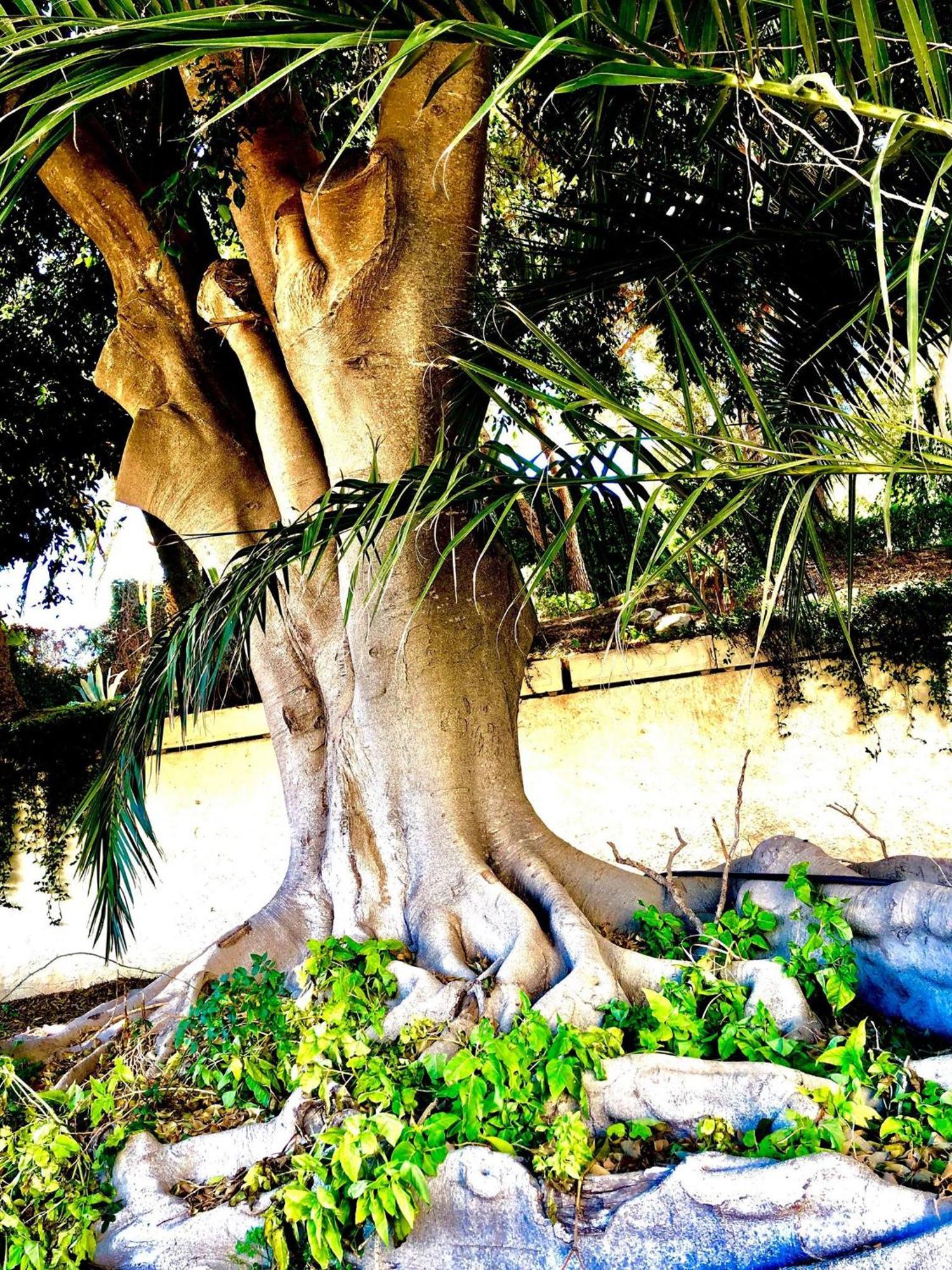 Albufeira Jardim - Apartamentos Turisticos エクステリア 写真